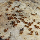 Illustration for article titled Harvester ants use their own internet for hive-mind decision making